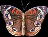 Buckeye