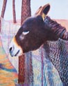 Burro