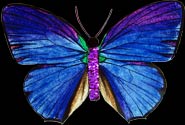 Hypochrysops