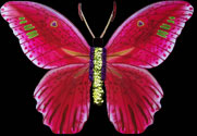 Stargazer 2
